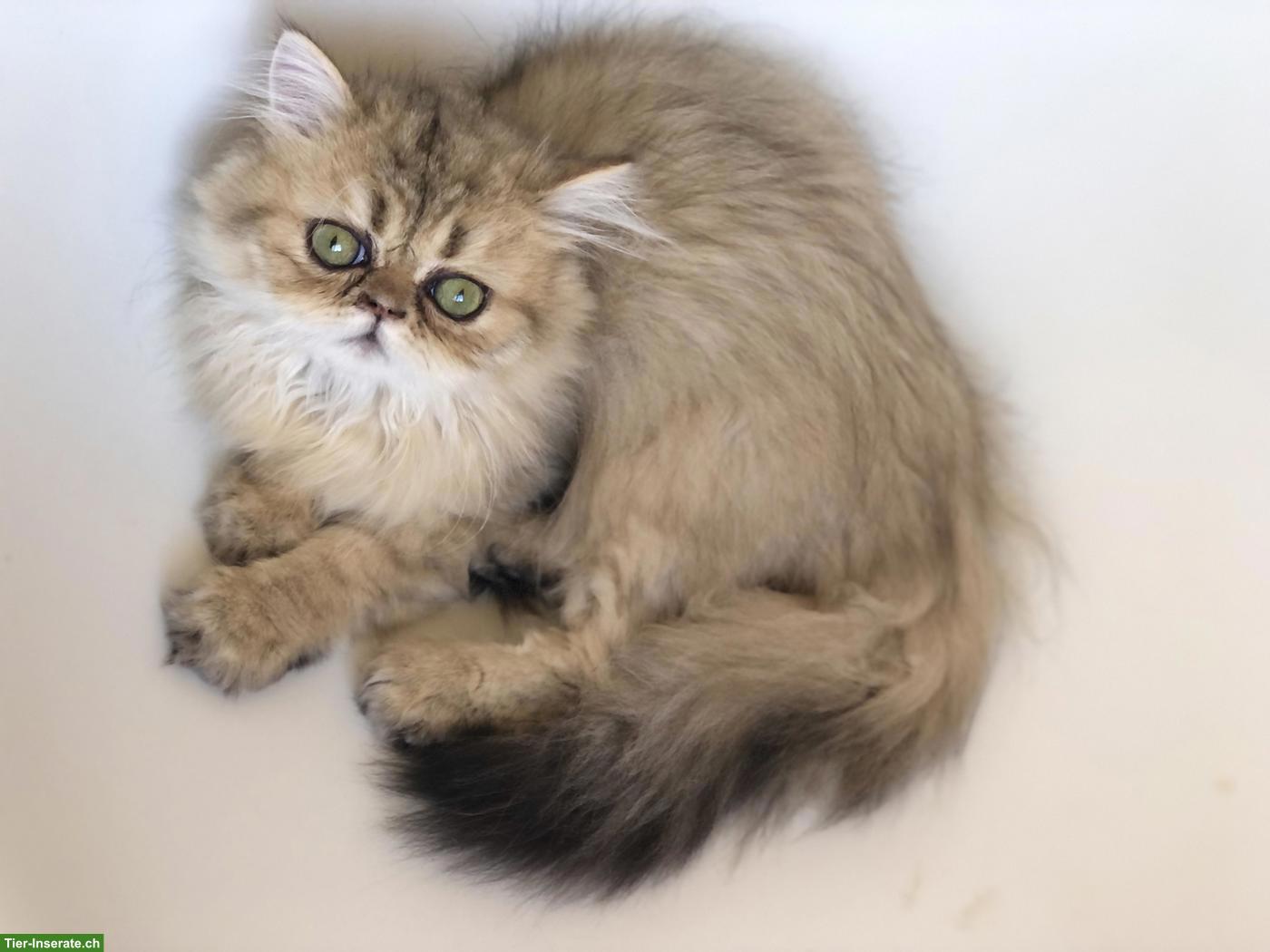 Bild 3: Junges Perser Katerchen, black golden shaded sucht liebes Zuhause