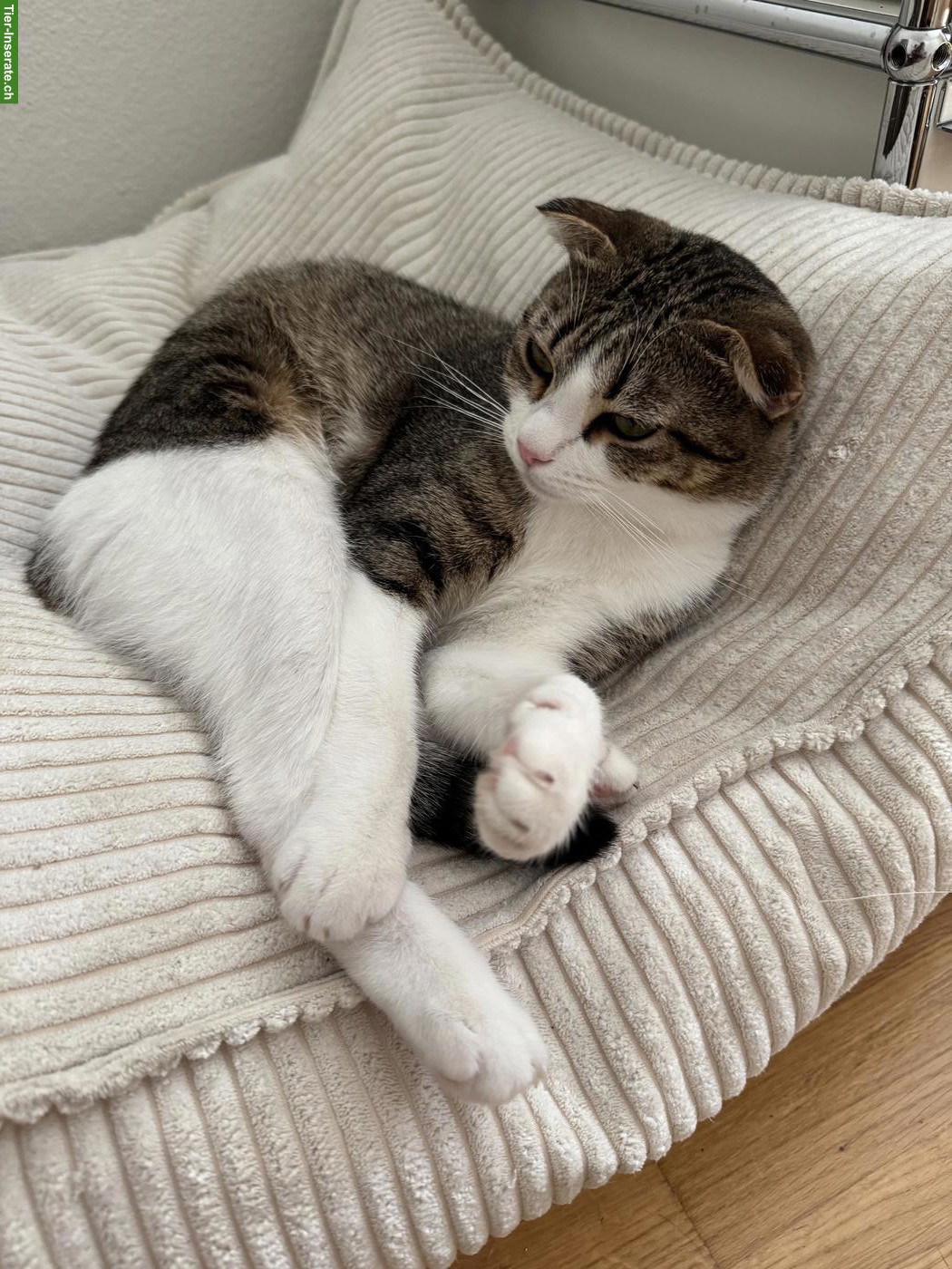 Mix-Katze Nima sucht ein schönes Zuhause
