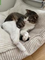 Mix-Katze Nima sucht ein schönes Zuhause