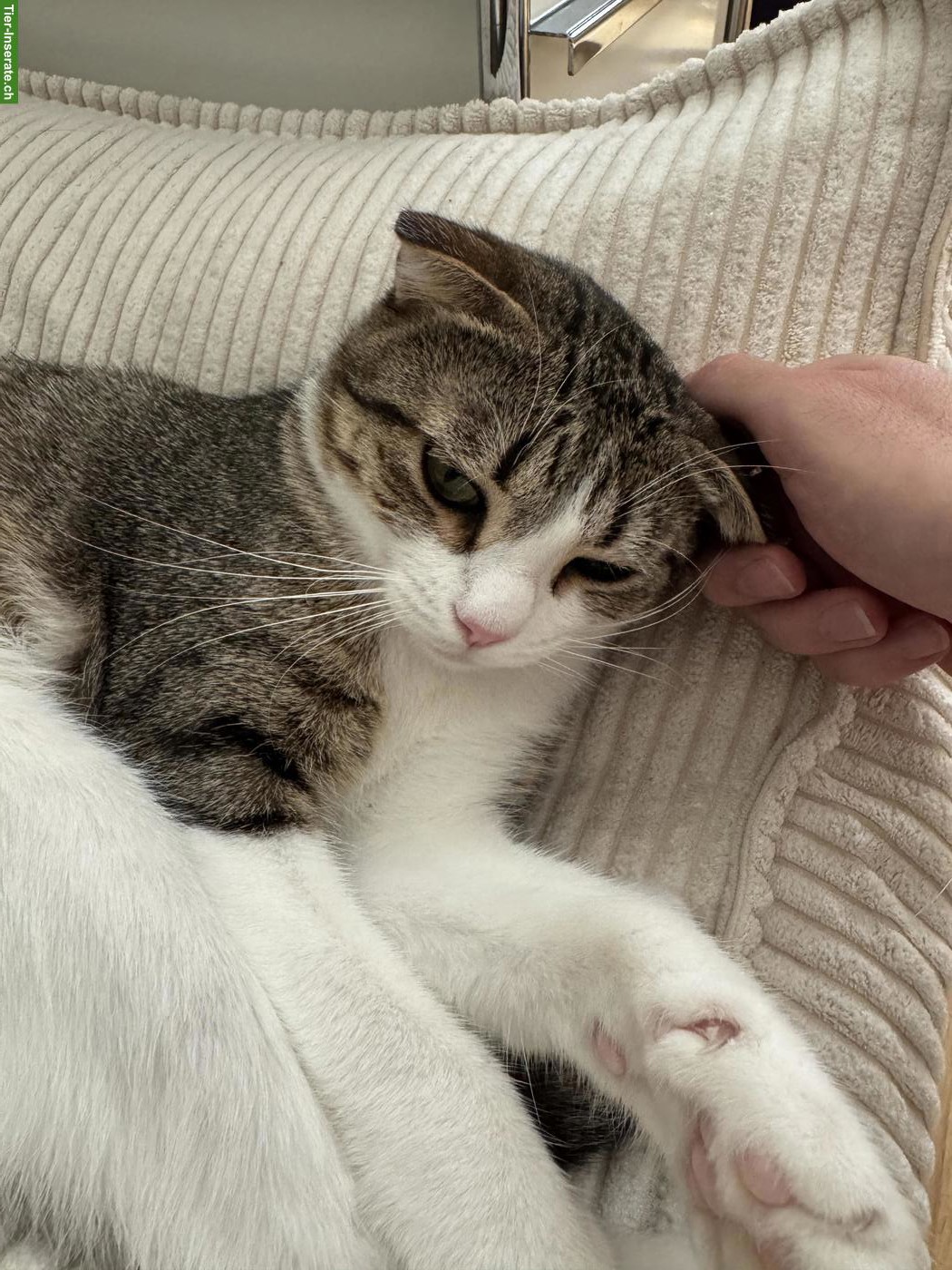 Bild 2: Mix-Katze Nima sucht ein schönes Zuhause