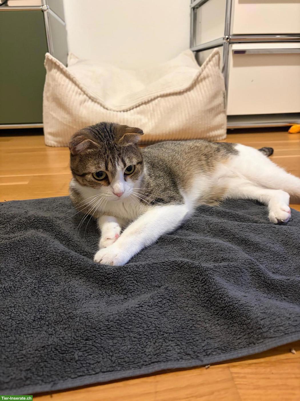 Bild 3: Mix-Katze Nima sucht ein schönes Zuhause