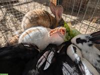 Liebevolle junge Kaninchen abzugeben