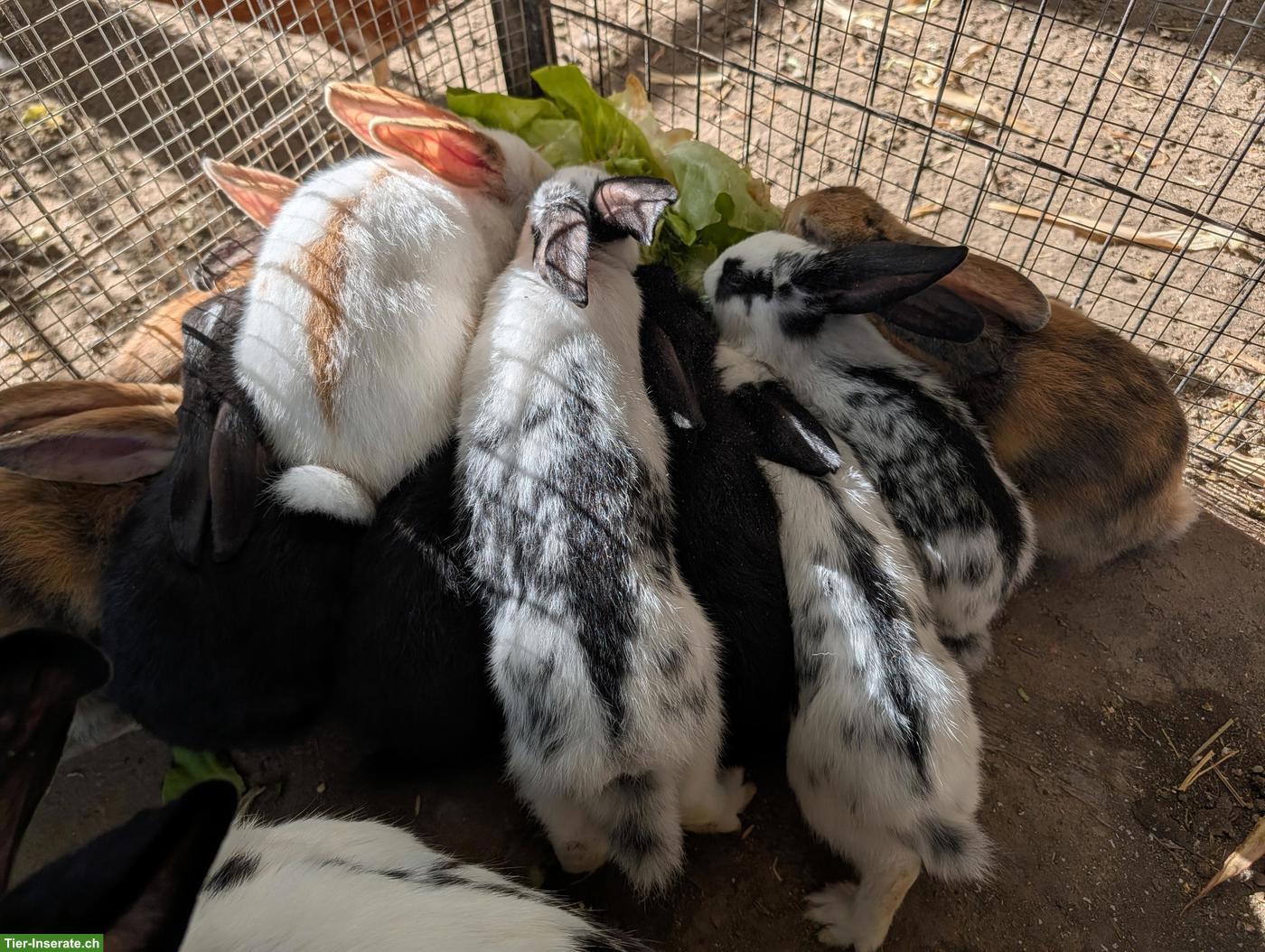 Bild 2: Liebevolle junge Kaninchen abzugeben