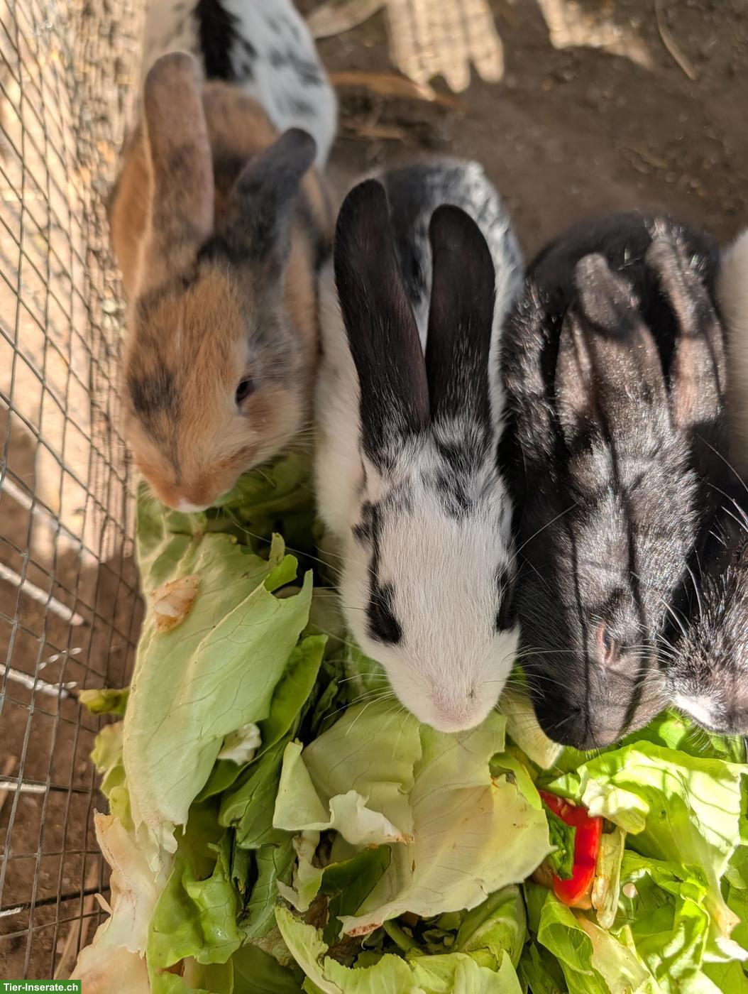 Bild 3: Liebevolle junge Kaninchen abzugeben