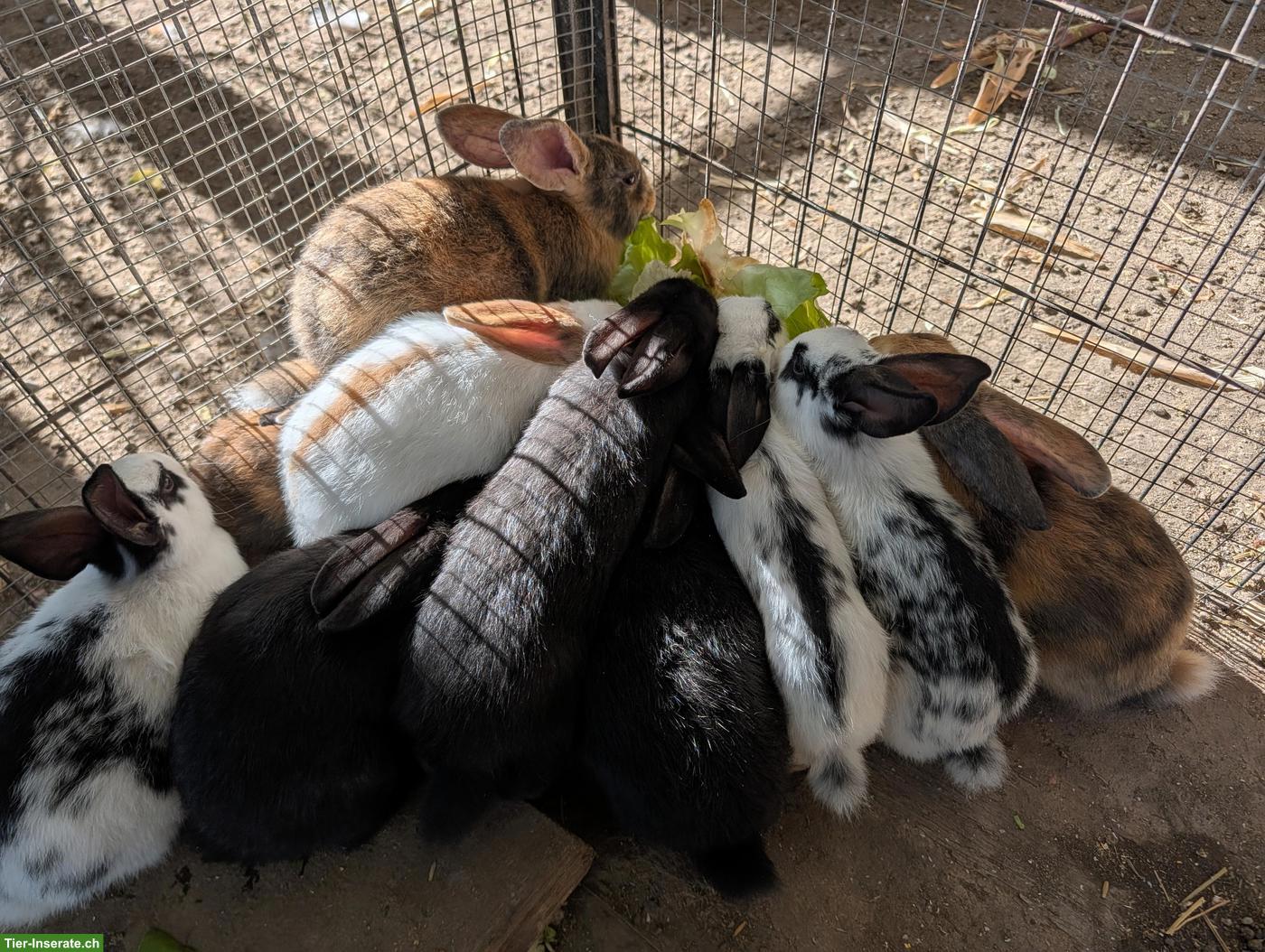 Bild 4: Liebevolle junge Kaninchen abzugeben