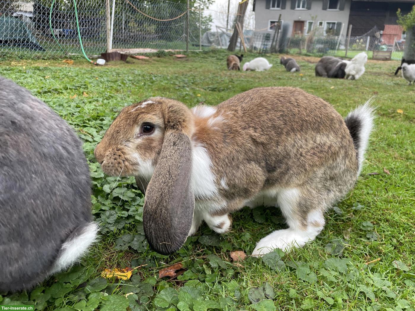 Französische Widder Jungtiere