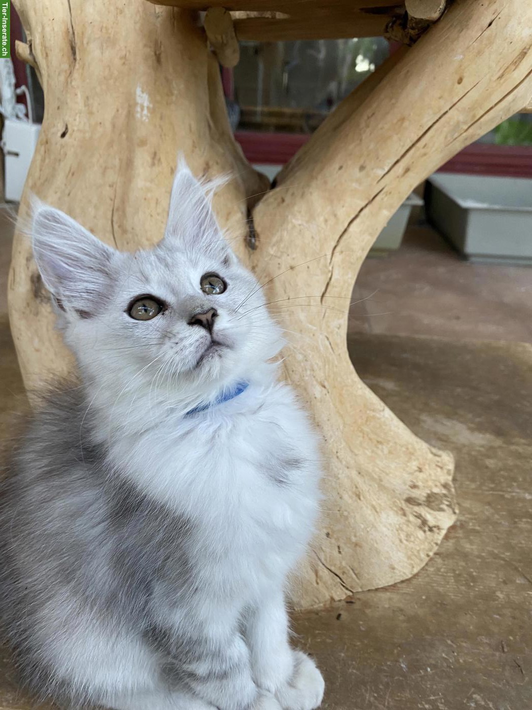 Maine Coon Kitten mit Stammbaum