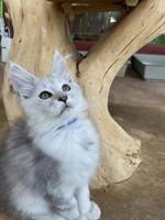 Maine Coon Kitten mit Stammbaum