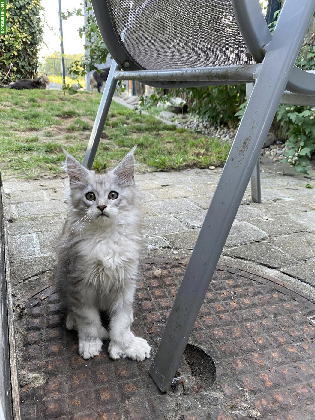 Bild 2: Maine Coon Kitten mit Stammbaum