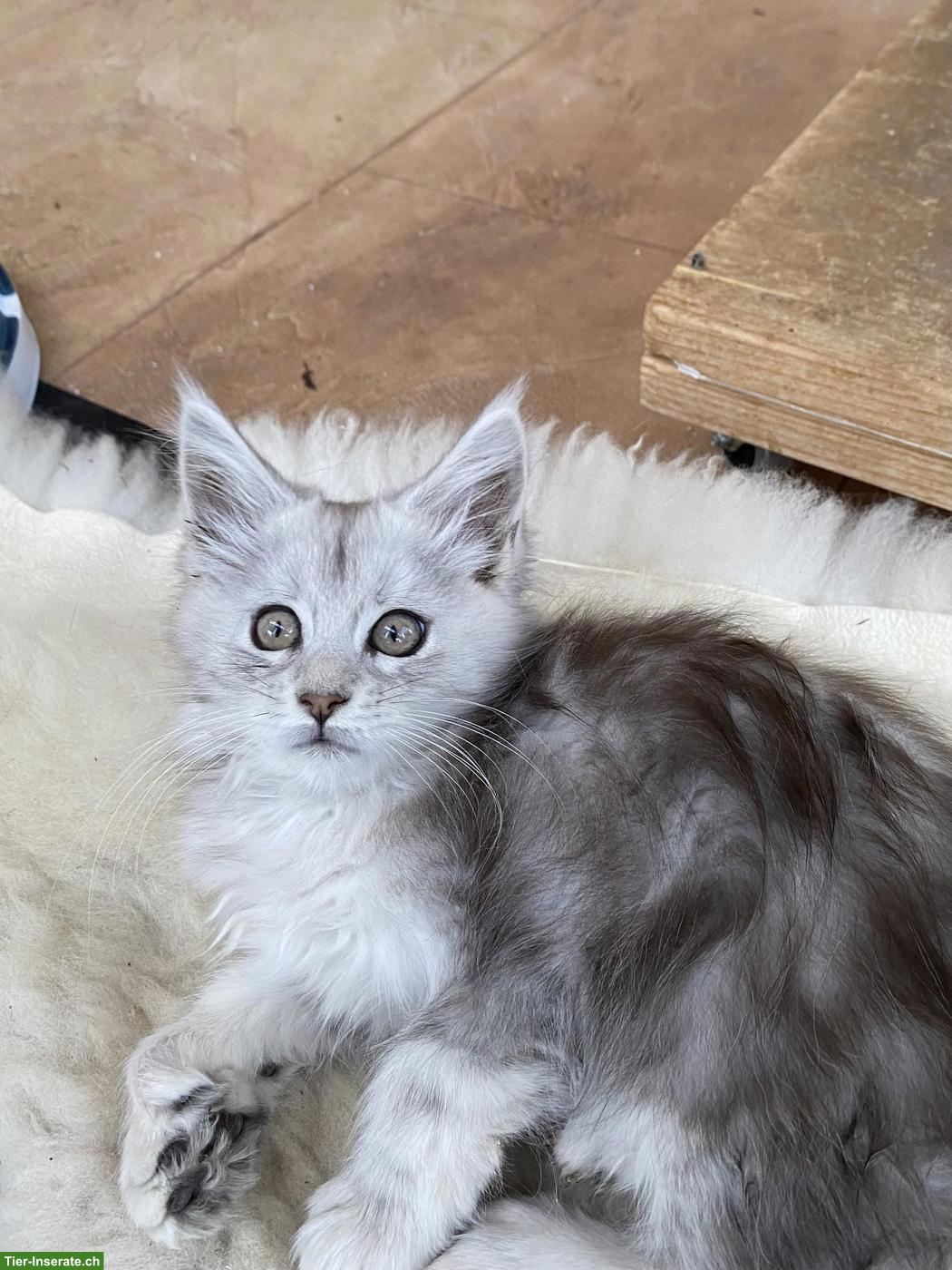 Bild 3: Maine Coon Kitten mit Stammbaum