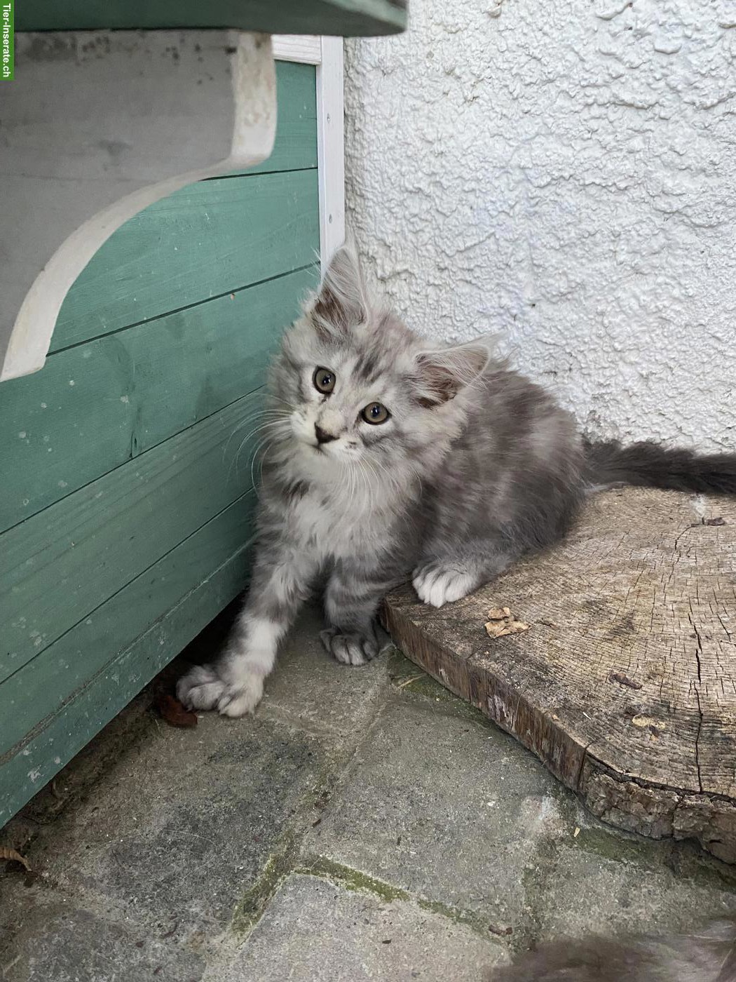 Bild 4: Maine Coon Kitten mit Stammbaum