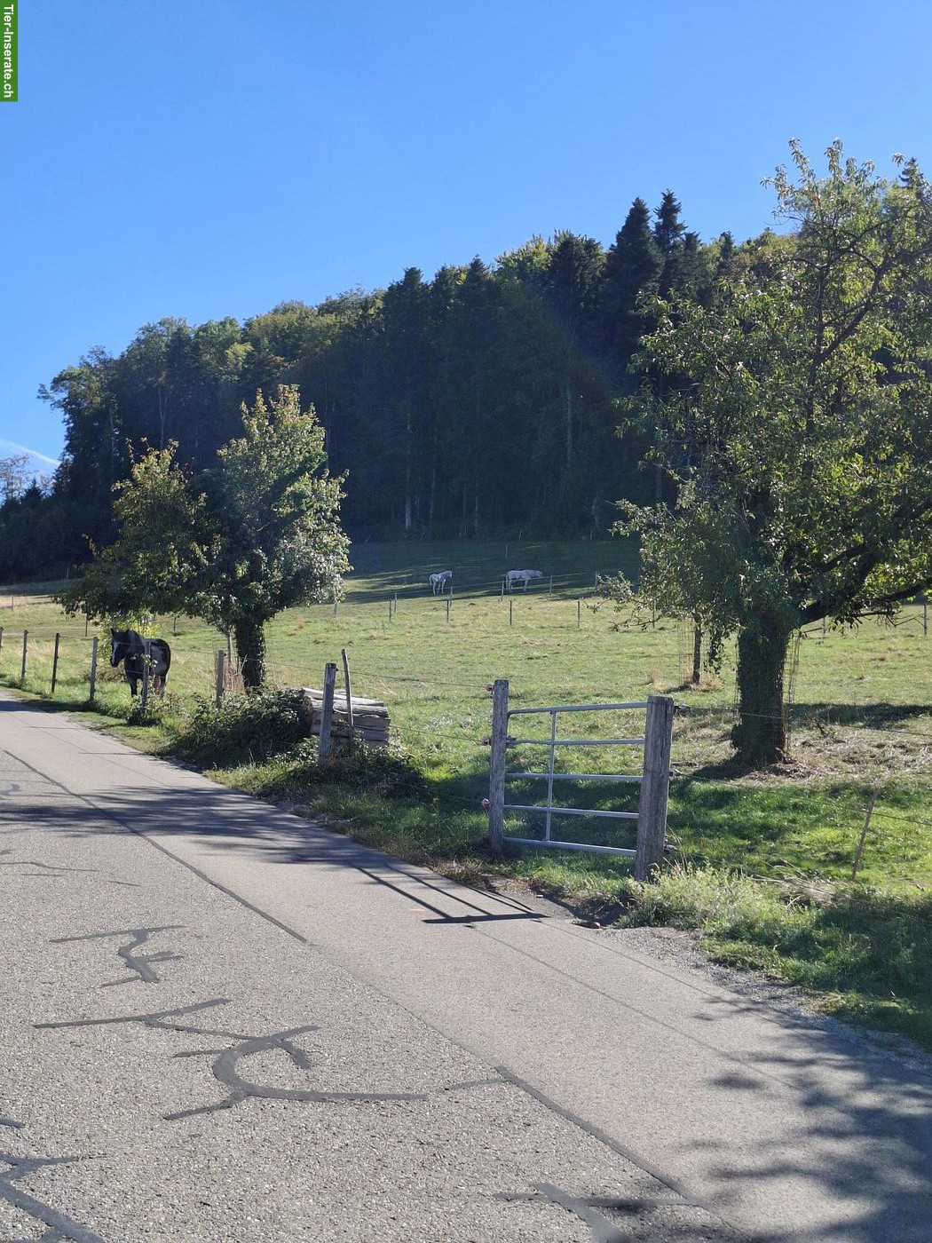 Bild 5: Gruppenstall mit Nachtboxen für Wallach in Elgg ZH