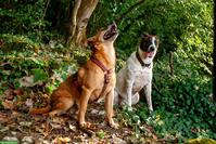 2 Hunde Dennis & Sakura suchen ein neues Zuhause 🐾