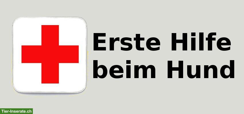 Erste Hilfe Kurs für Hundehalter in Opfershofen TG