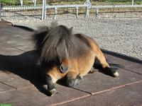Pflegebeteiligung für Mini-Shetty und Haflinger