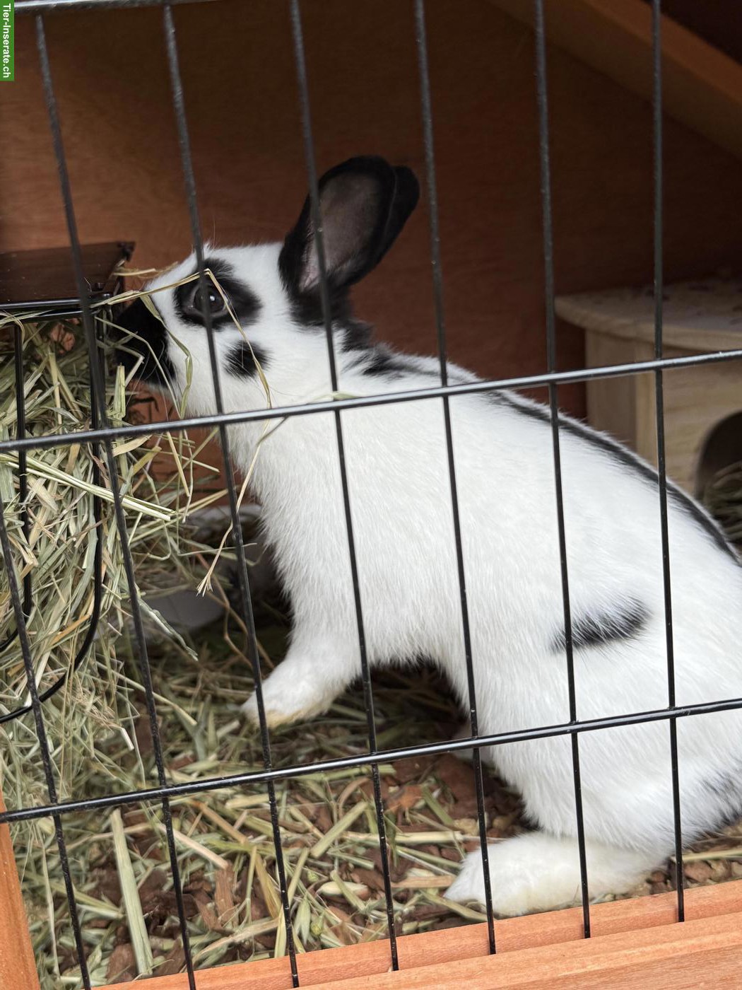 Bild 4: Zwergkaninchen, Scheckenzwerg sucht Kaninchenfreunde