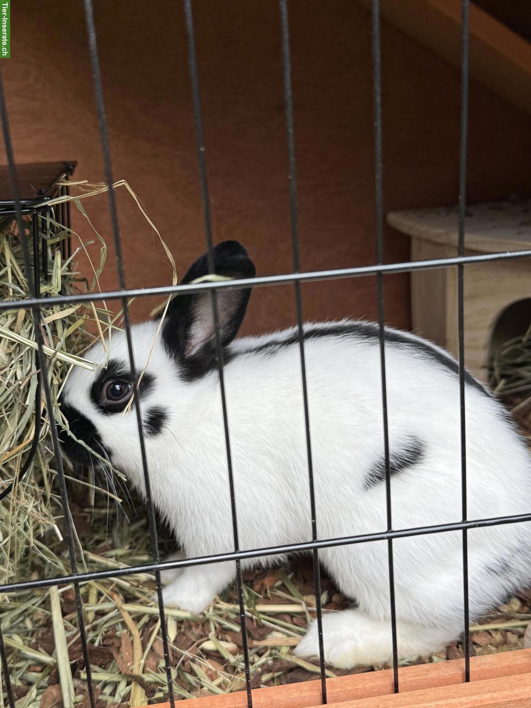 Bild 5: Zwergkaninchen, Scheckenzwerg sucht Kaninchenfreunde