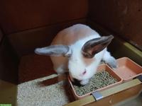 Junge California Kaninchen