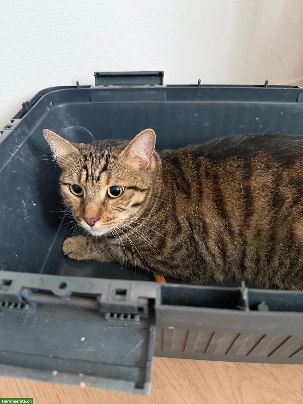 Katze und Kater wegen Allergie abzugeben