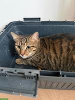 Katze und Kater wegen Allergie abzugeben