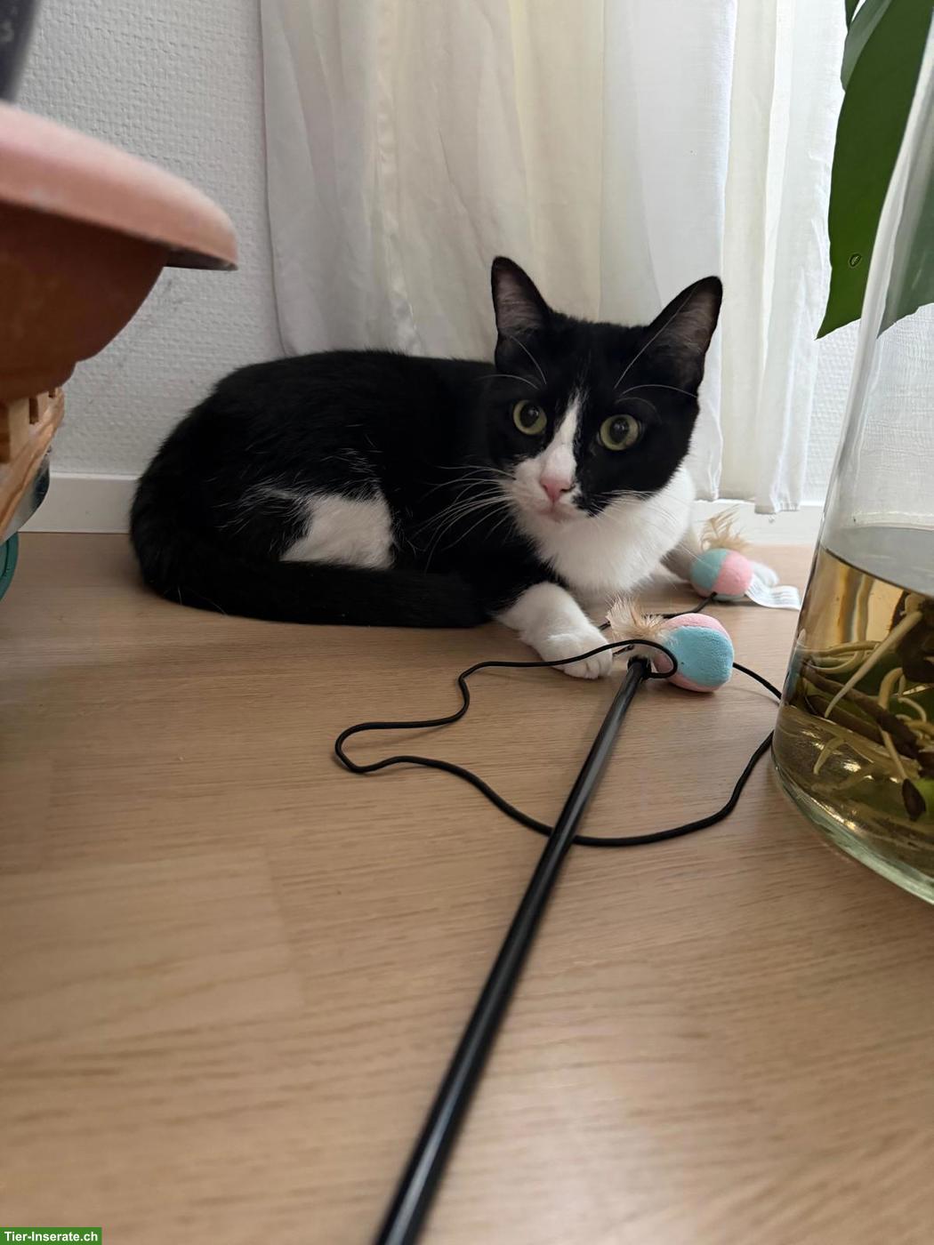 Bild 2: Katze und Kater wegen Allergie abzugeben