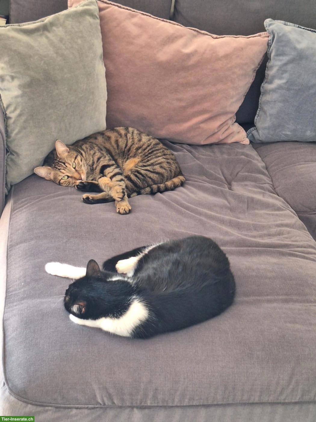 Bild 3: Katze und Kater wegen Allergie abzugeben