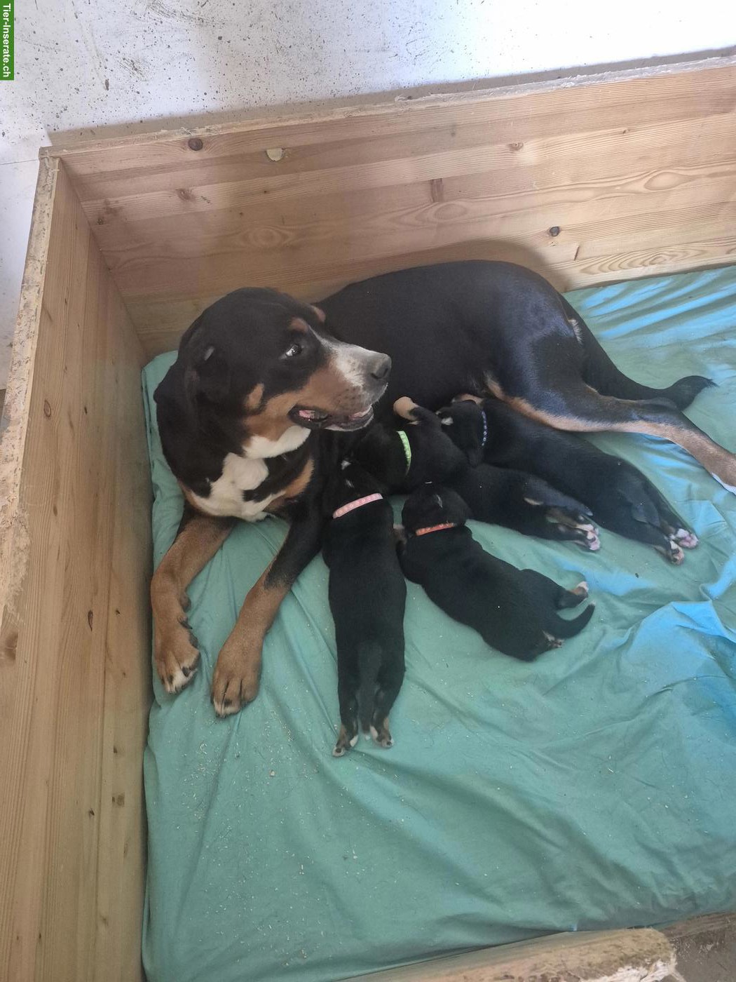 Grosse Schweizer Sennenhund, Welpen