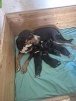 Grosse Schweizer Sennenhund, Welpen