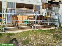 Platz frei in Selbstversorgerstall für Pony / Kleinpferd