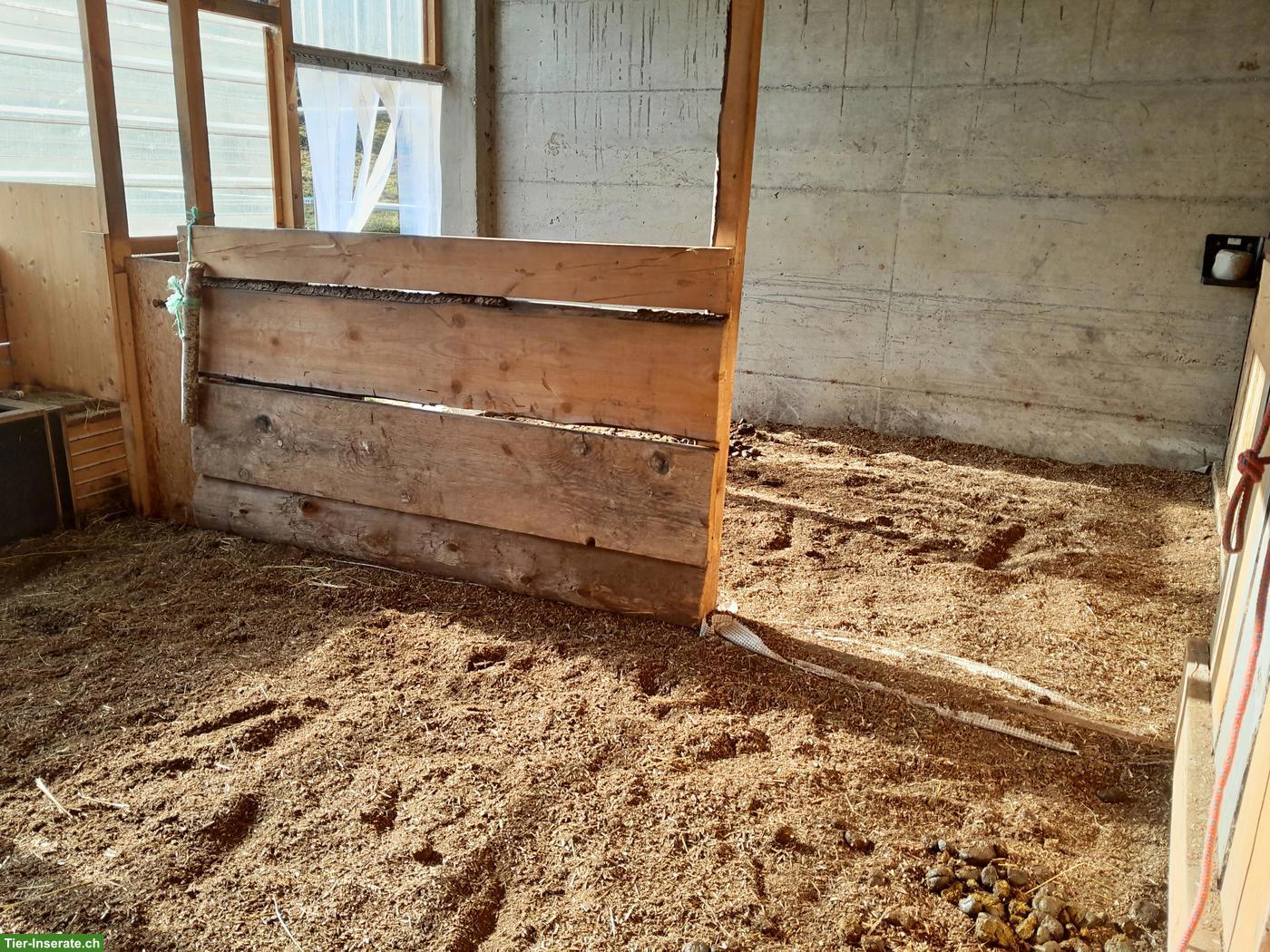 Bild 3: Platz frei in Selbstversorgerstall für Pony / Kleinpferd