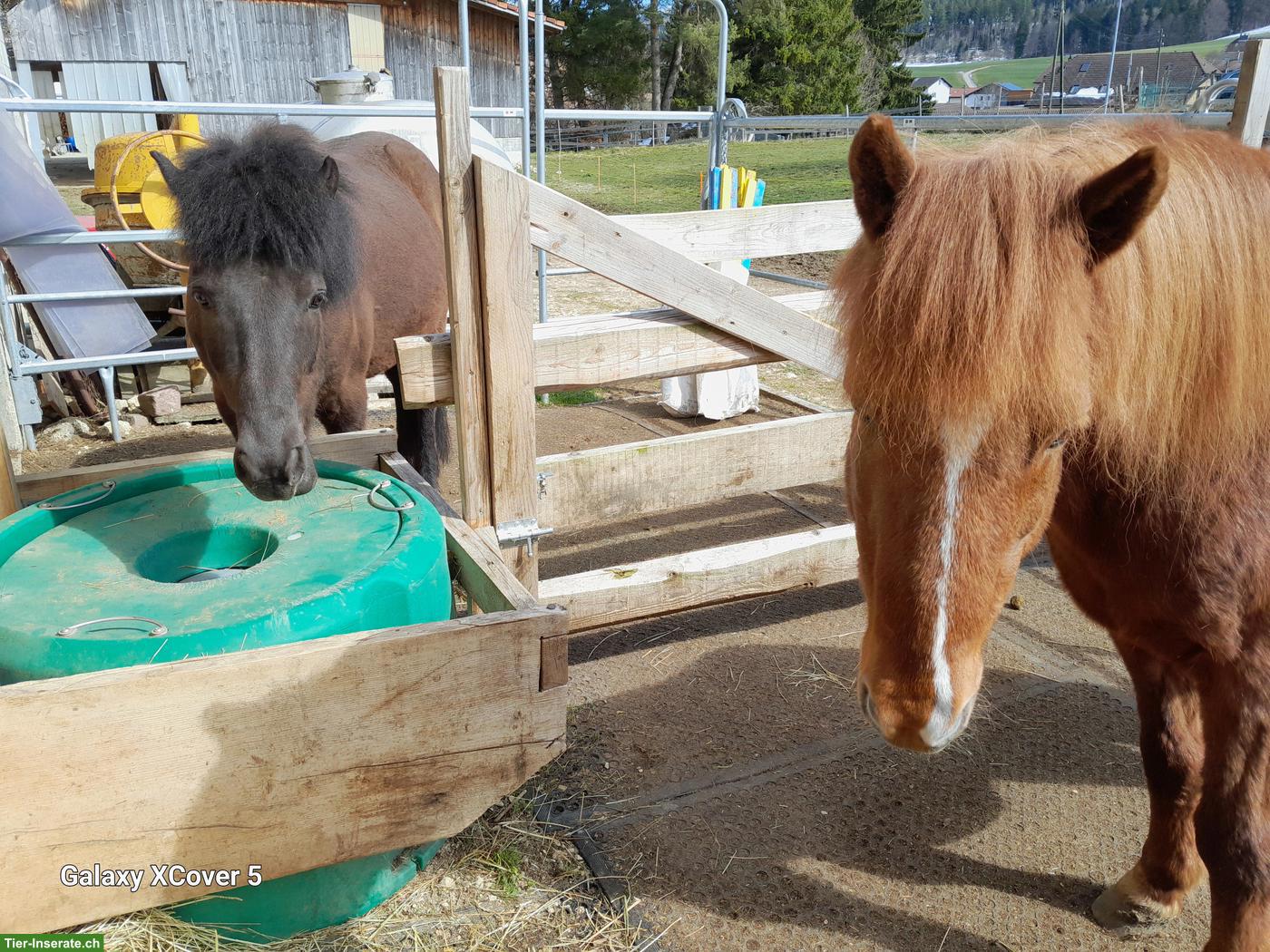 Bild 4: Platz frei in Selbstversorgerstall für Pony / Kleinpferd