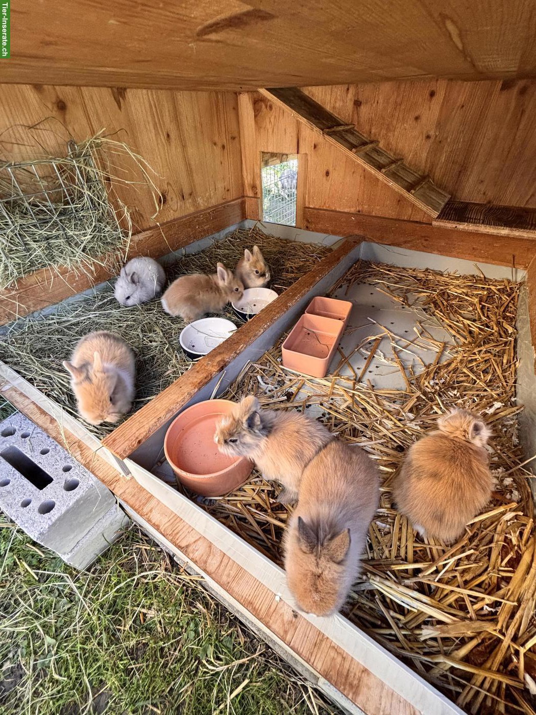 Junge Löwenköpfchen suchen liebevolles Zuhause