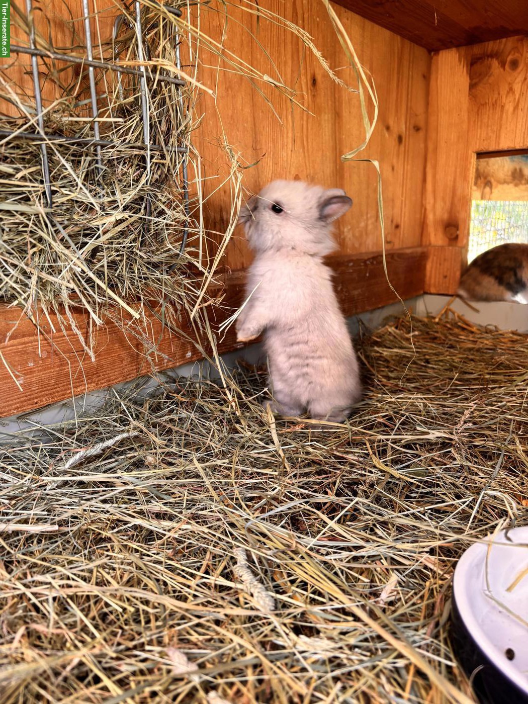 Bild 3: Junge Löwenköpfchen suchen liebevolles Zuhause