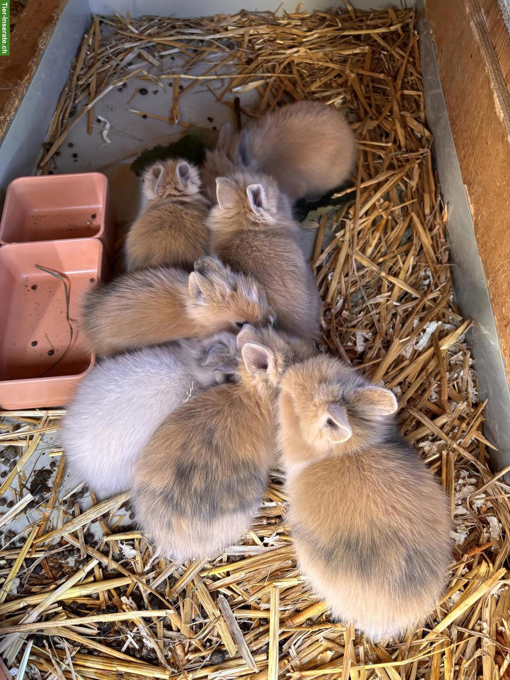 Bild 5: Junge Löwenköpfchen suchen liebevolles Zuhause