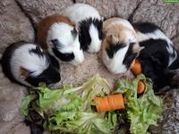 Zuckersüsse junge Meerschweinchen zu verkaufen