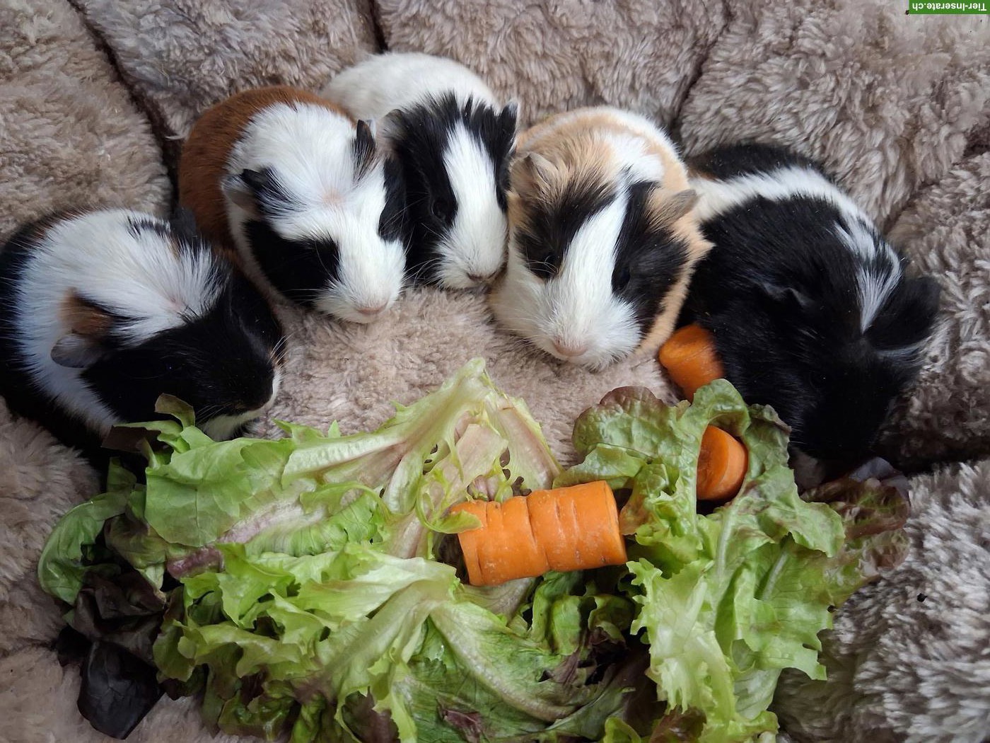 Bild 2: Zuckersüsse junge Meerschweinchen zu verkaufen