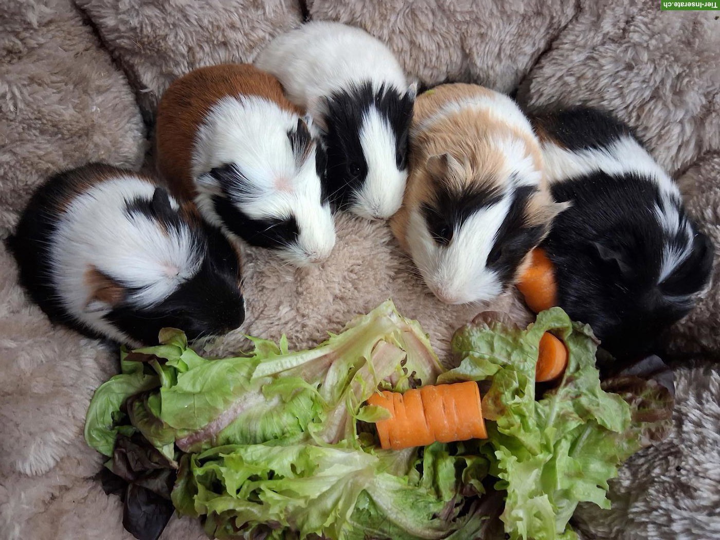 Bild 3: Zuckersüsse junge Meerschweinchen zu verkaufen