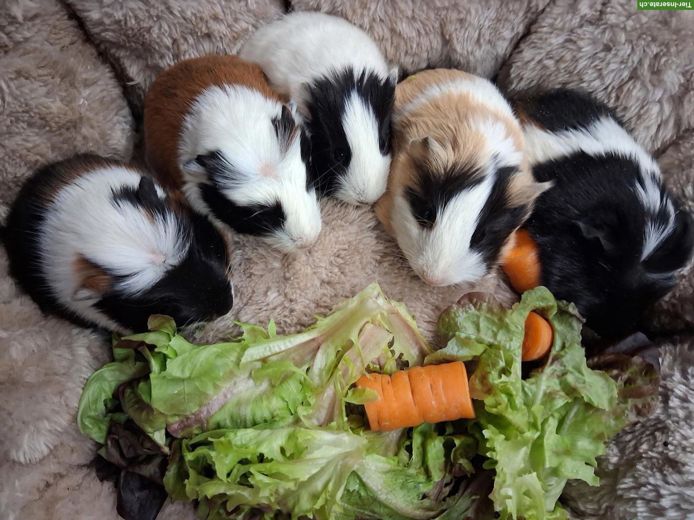 Bild 4: Zuckersüsse junge Meerschweinchen zu verkaufen