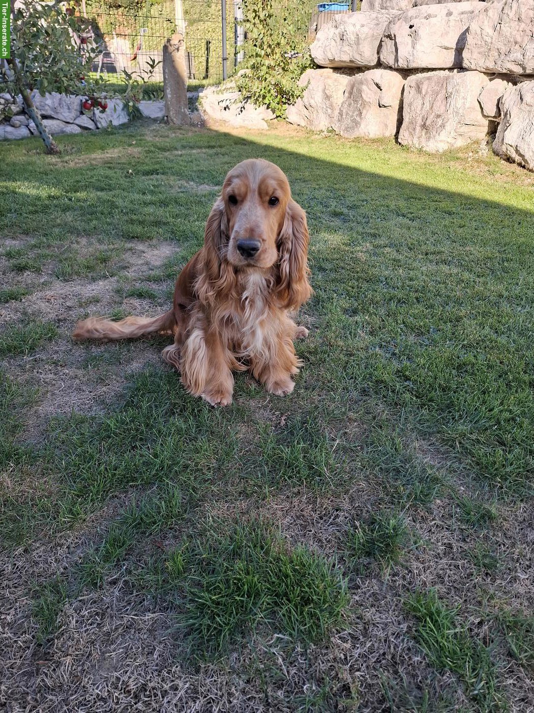 English Cocker Spaniel Rüde, reinrassig