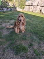 English Cocker Spaniel Rüde, reinrassig