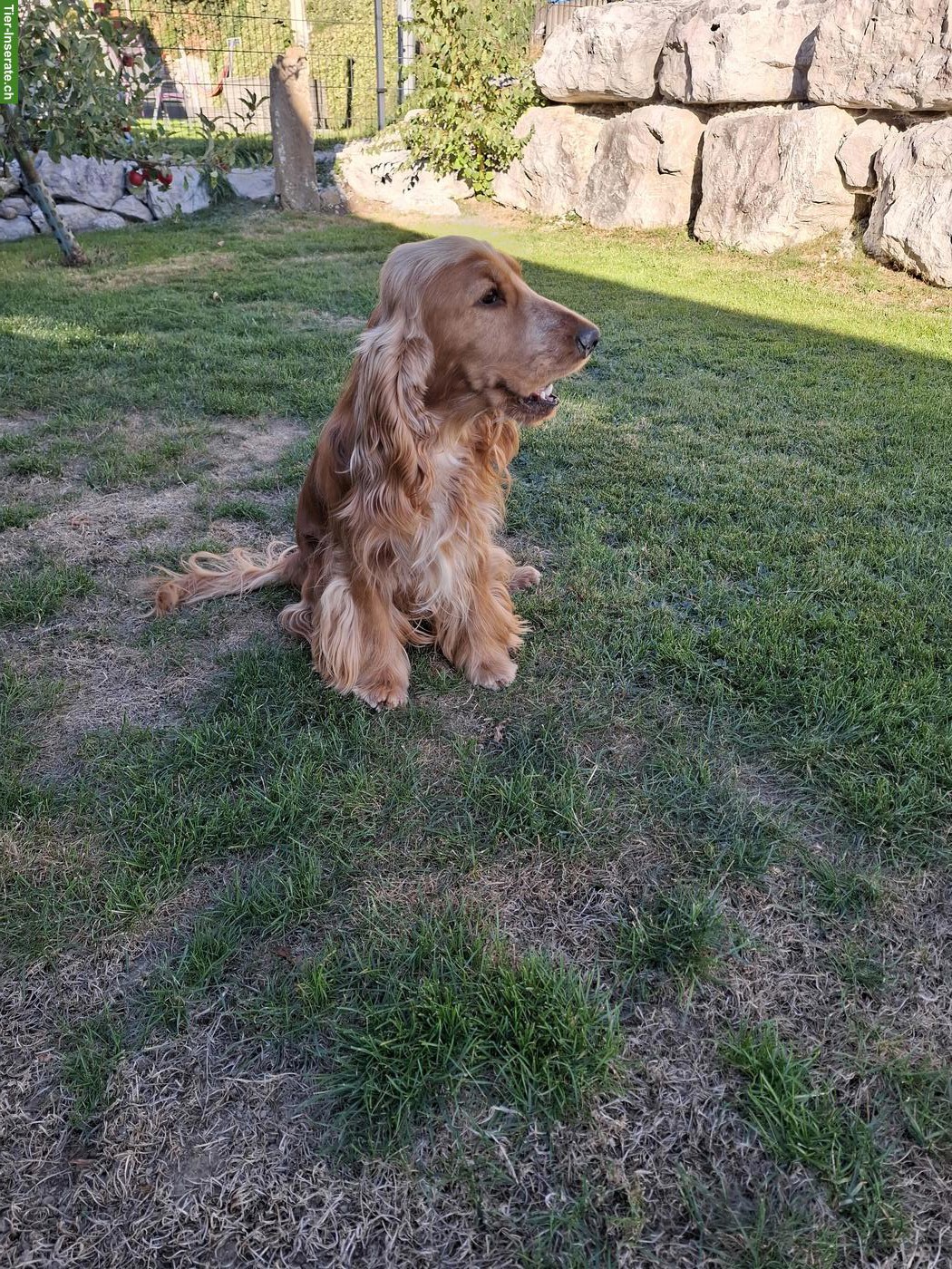Bild 2: English Cocker Spaniel Rüde, reinrassig