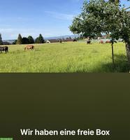 Pferdebox mit Gruppenhaltung in Wollerau SZ