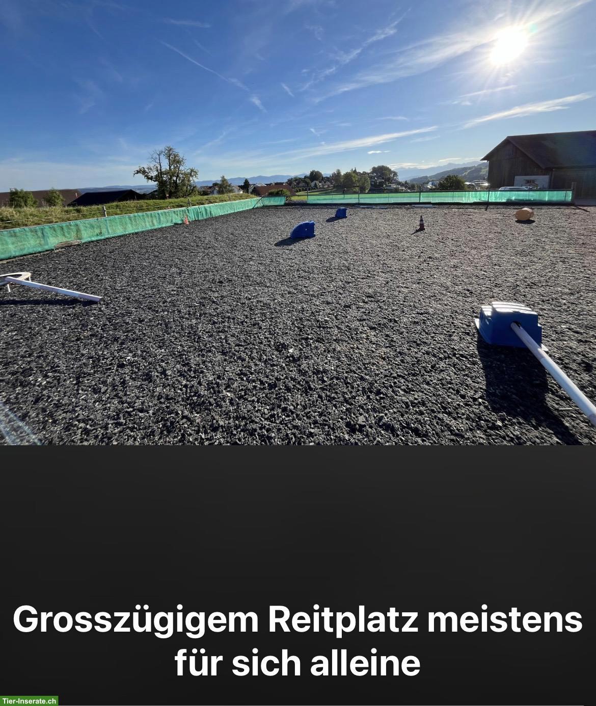 Bild 3: Pferdebox mit Gruppenhaltung in Wollerau SZ