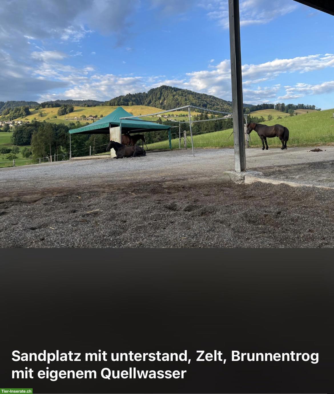 Bild 6: Pferdebox mit Gruppenhaltung in Wollerau SZ