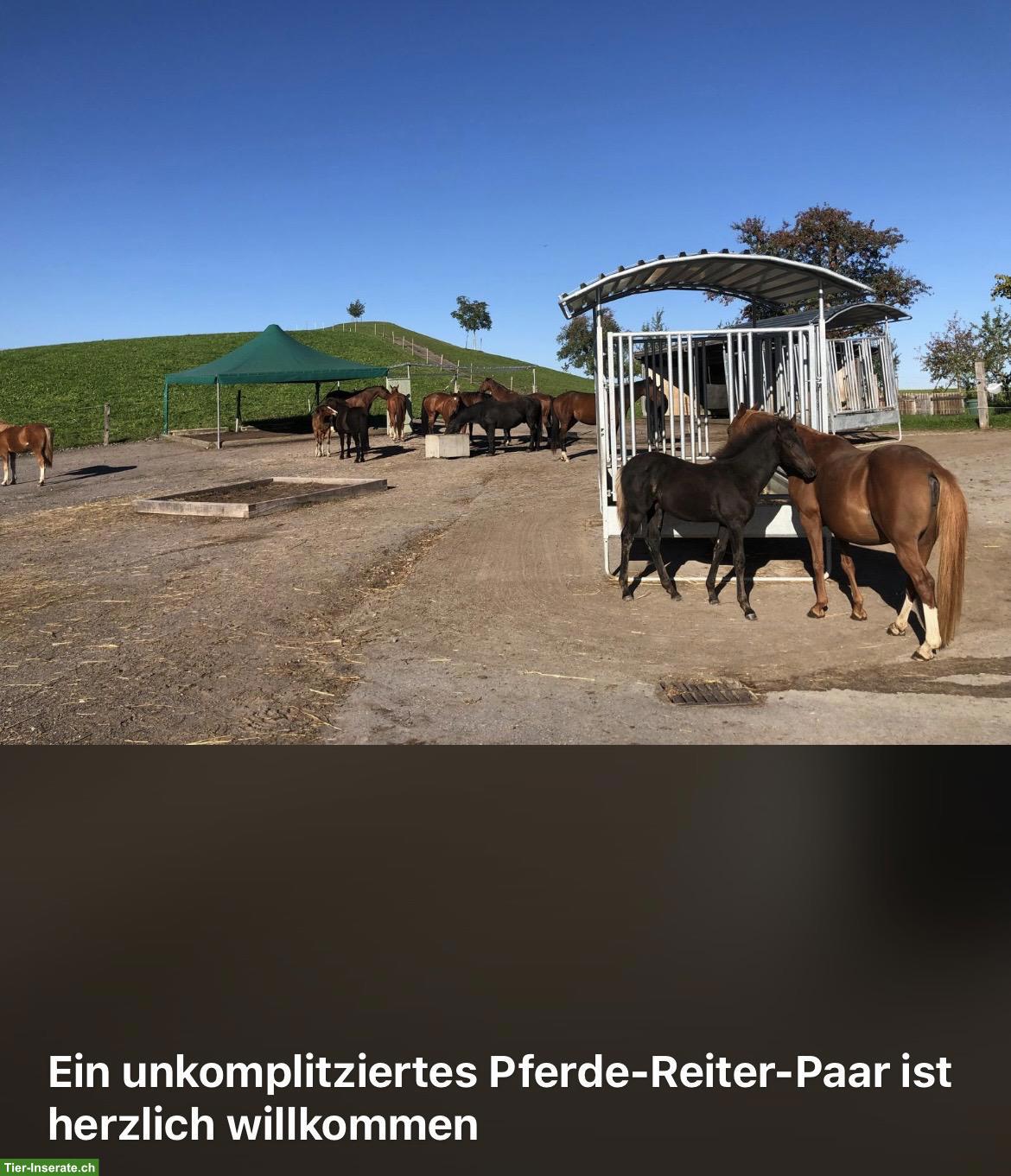 Bild 7: Pferdebox mit Gruppenhaltung in Wollerau SZ