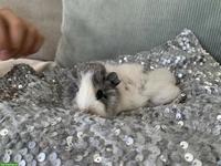 Junge süsse Meerschweinchen, verschiedene Rassen