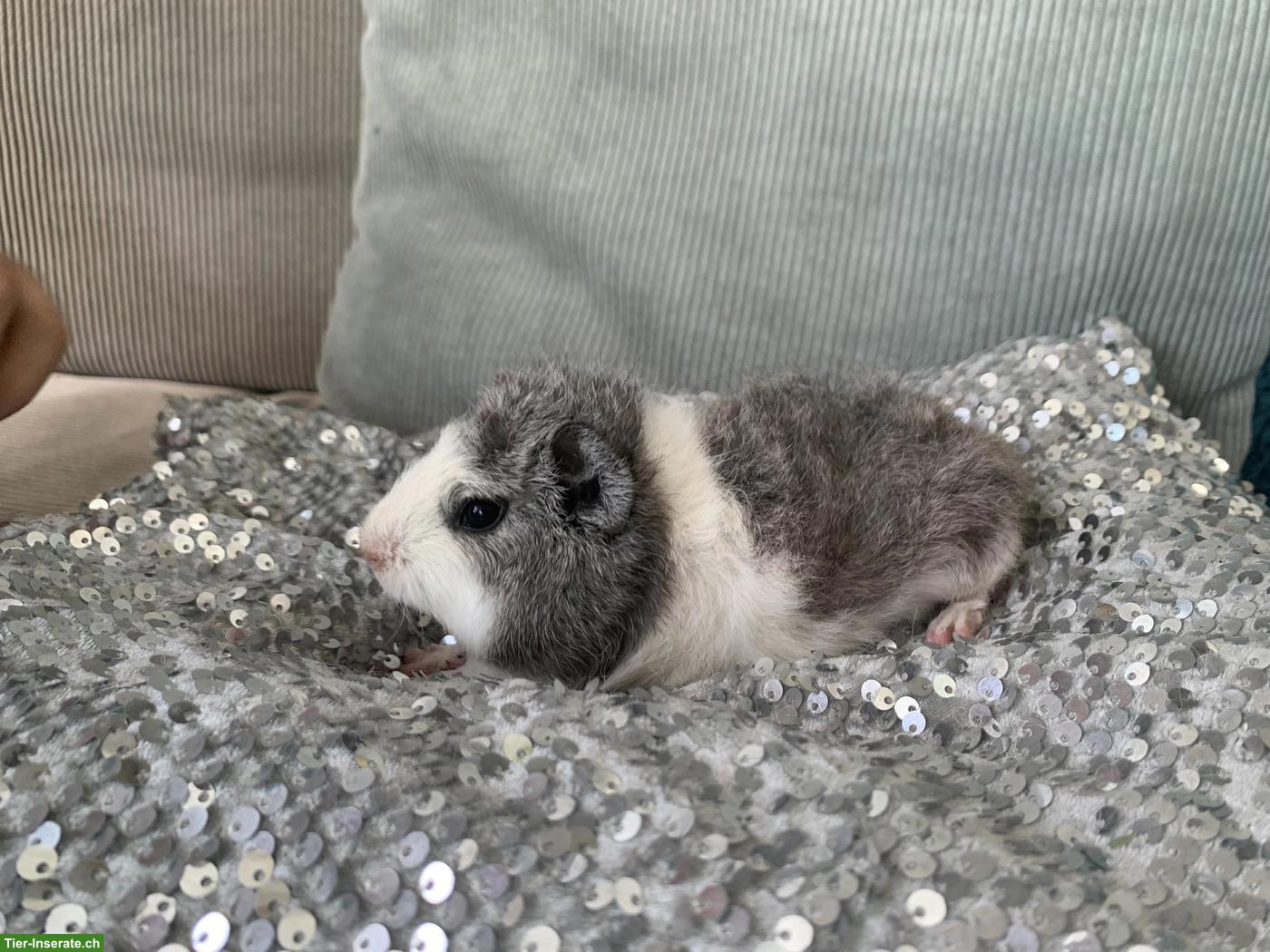 Bild 2: Junge süsse Meerschweinchen, verschiedene Rassen