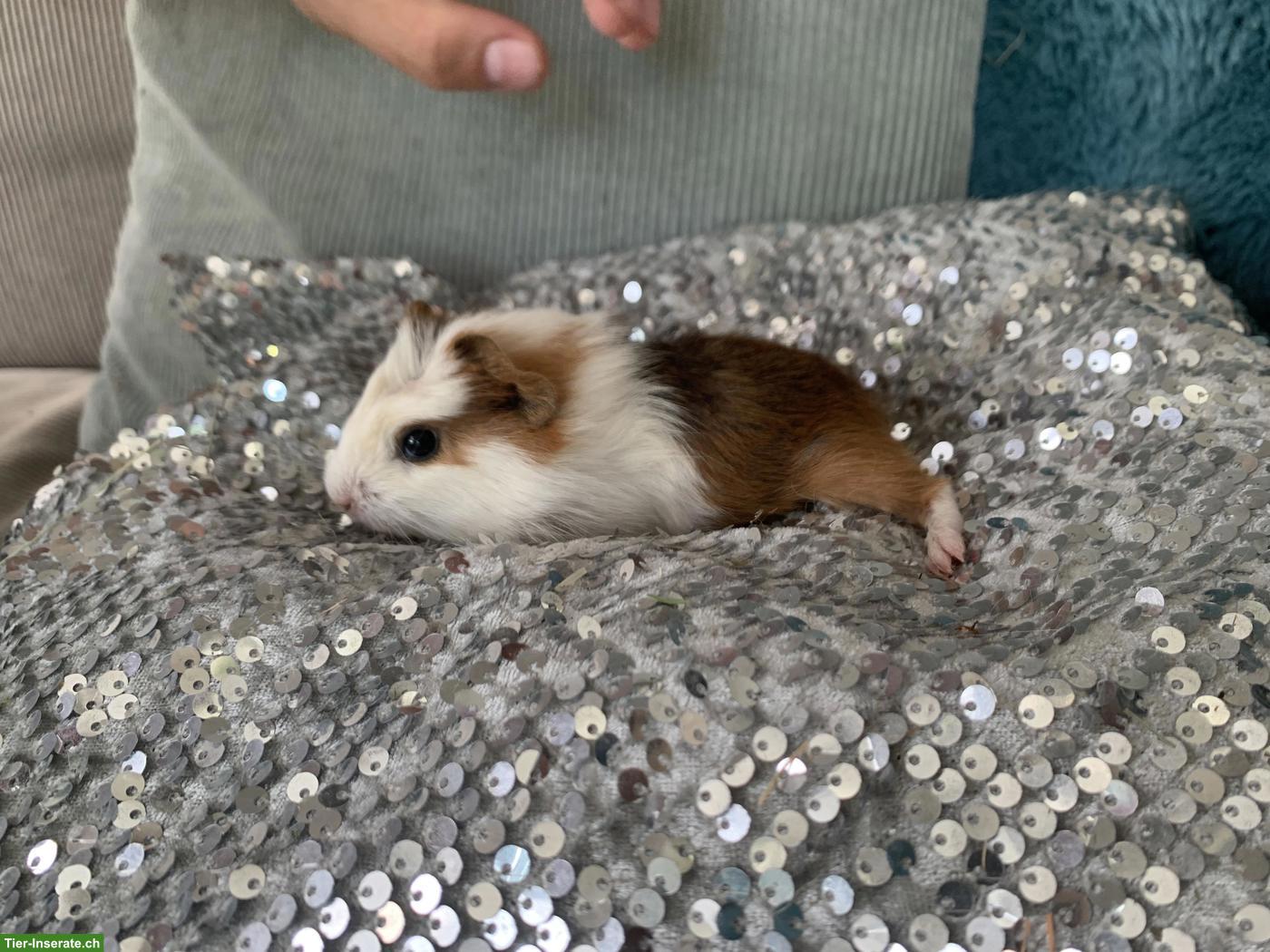 Bild 3: Junge süsse Meerschweinchen, verschiedene Rassen
