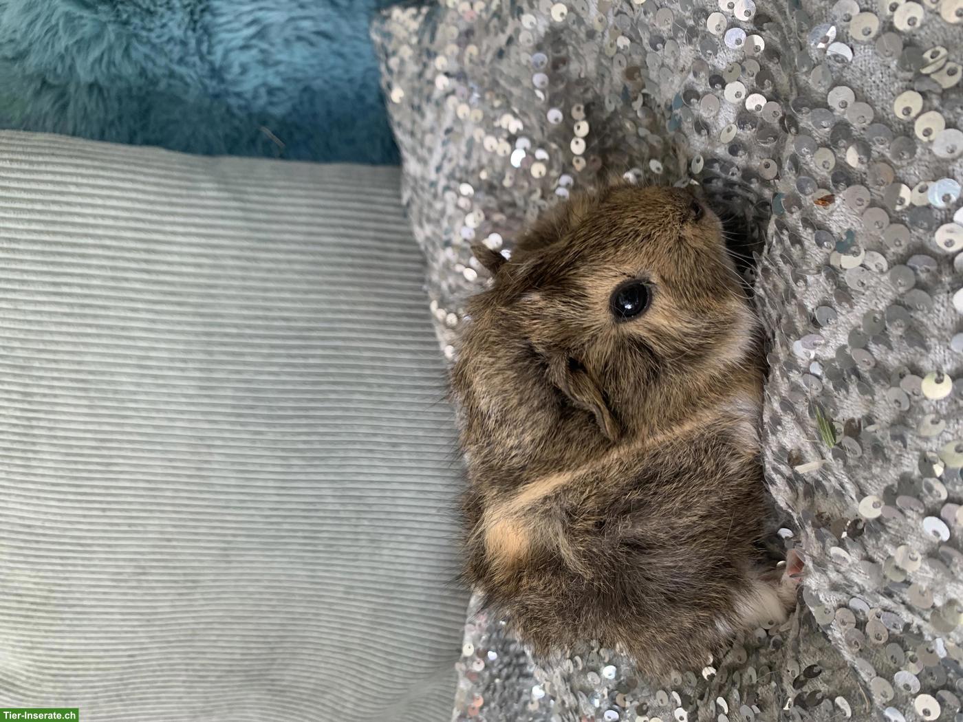 Bild 4: Junge süsse Meerschweinchen, verschiedene Rassen