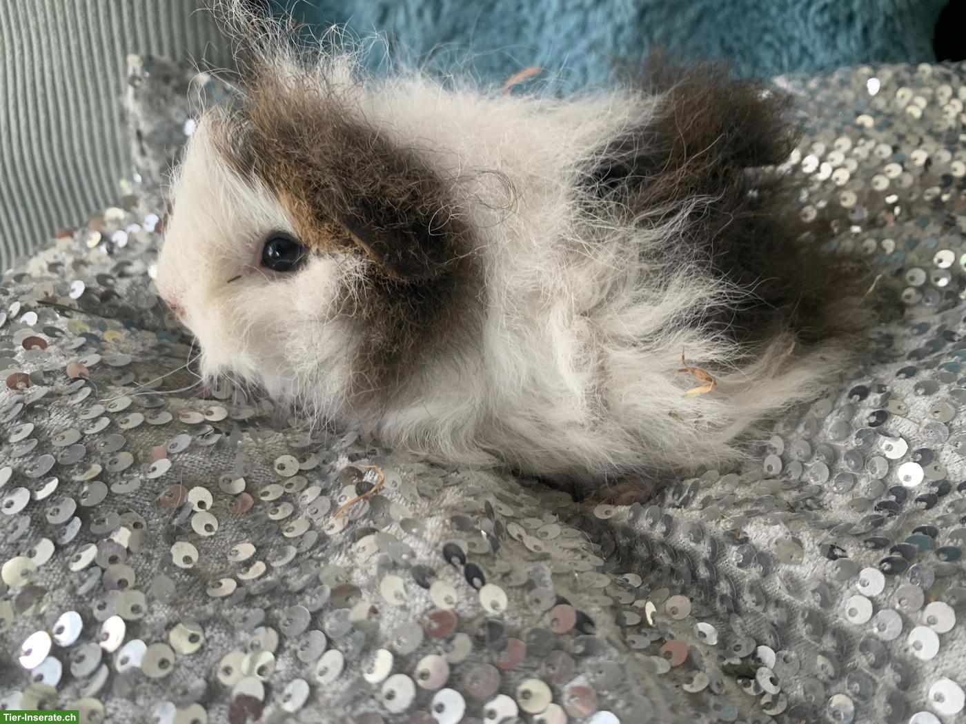 Bild 5: Junge süsse Meerschweinchen, verschiedene Rassen